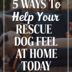 How to Help a Rescue Dog Adjust to Their New Home