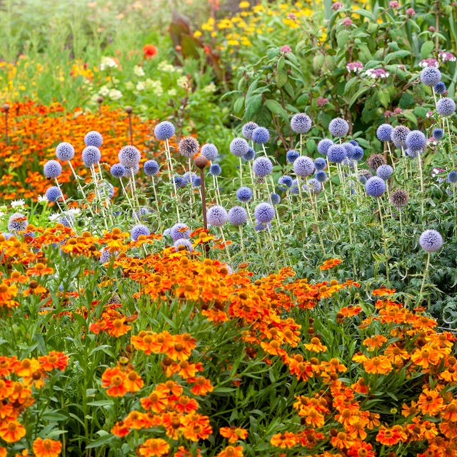 32 Best Perennial Flowers and Plants That Bloom All Year
