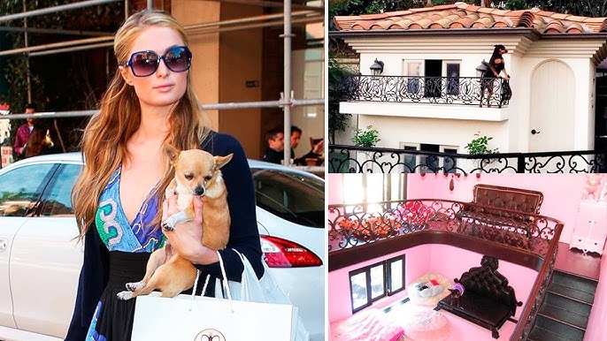 THE MOST EXPENSIVE DOG HOUSES In The World - YouTube