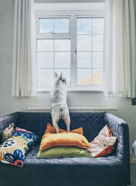 2,700+ Dog Looking Out Window Stock Photos, Pictures & Royalty ...