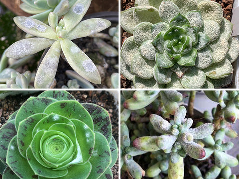 How to Treat Powdery Mildew on Succulents | THE NEXT GARDENER ...